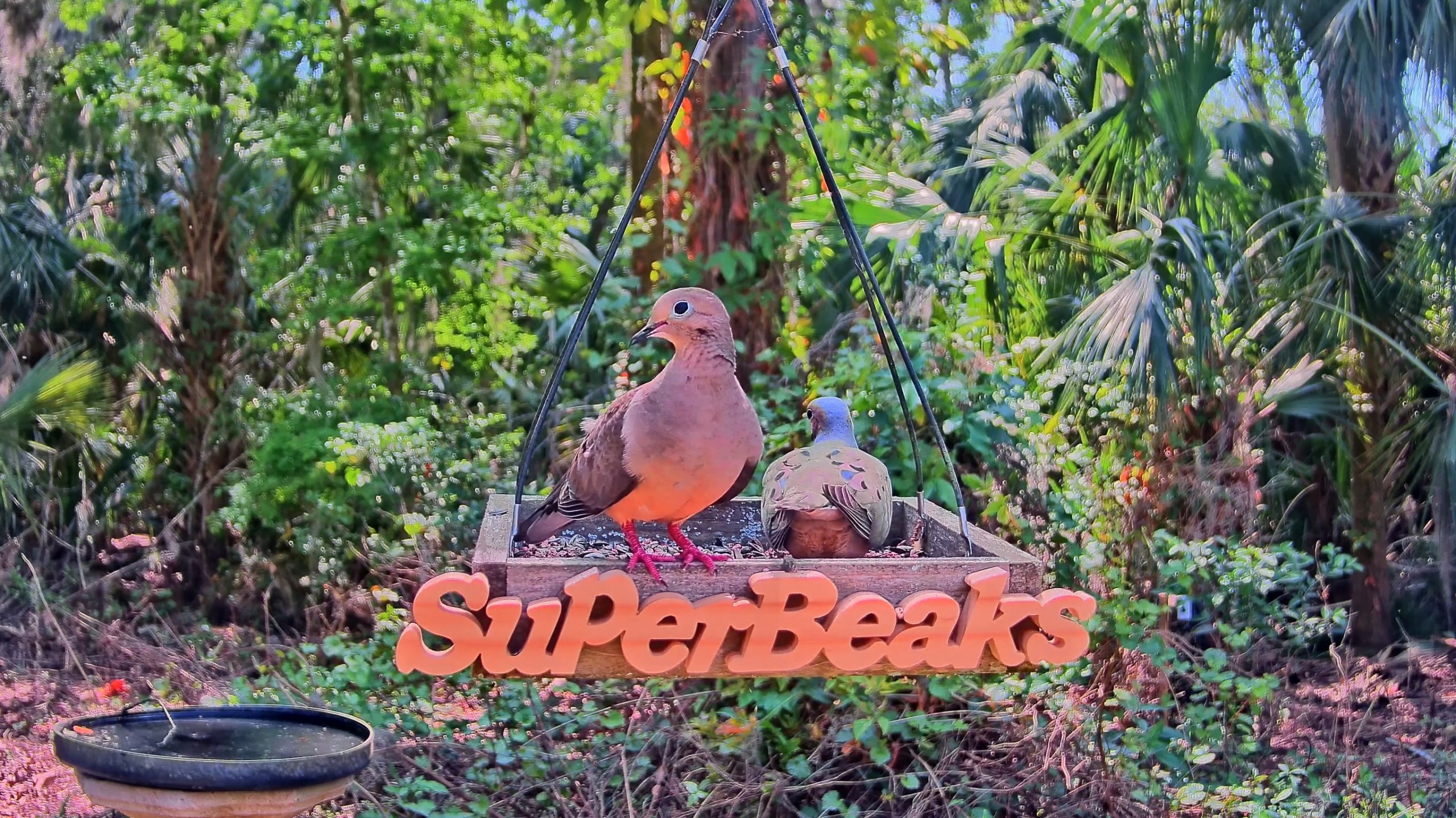 Mourning doves visiting the SuperBeaks feeder