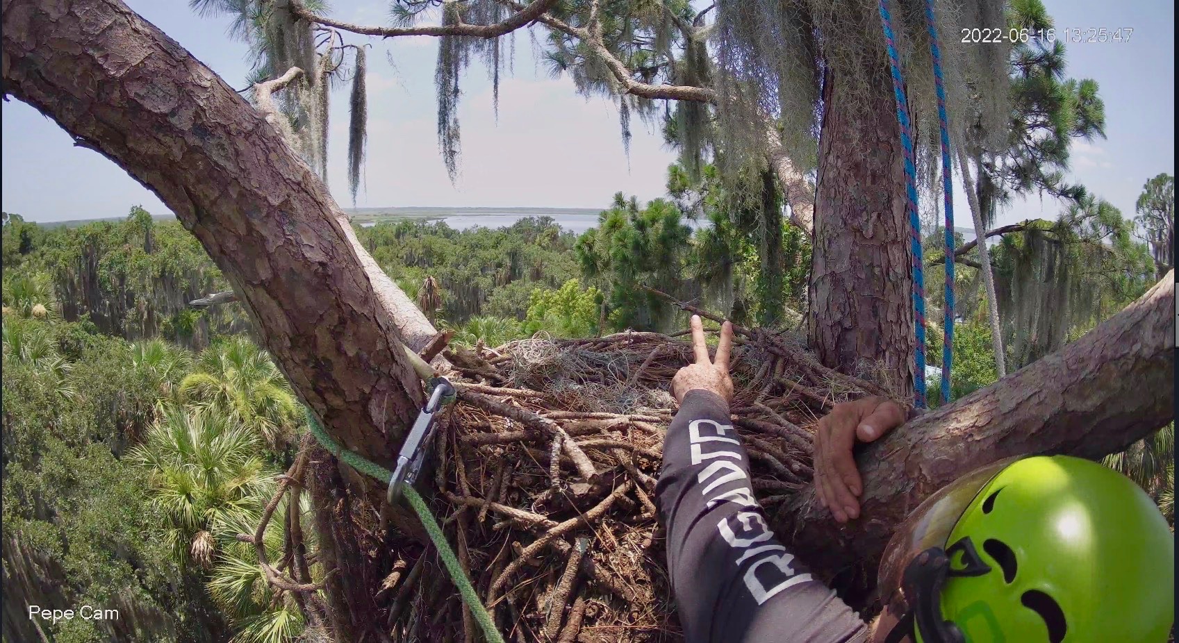 View of a Bald Eagle nest during a camera installation