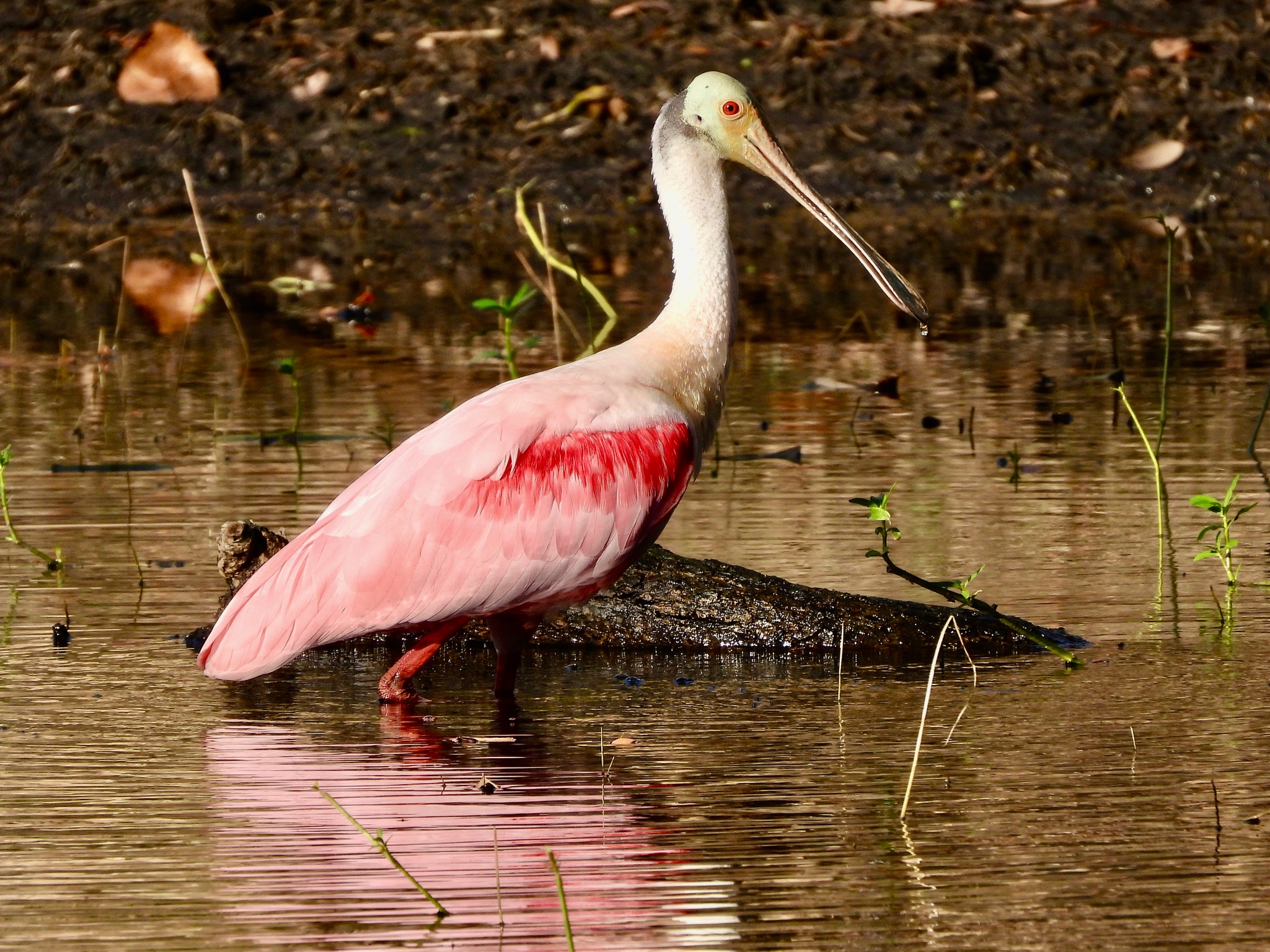 Roseate Spoonbill wading in a Central Florida wetland