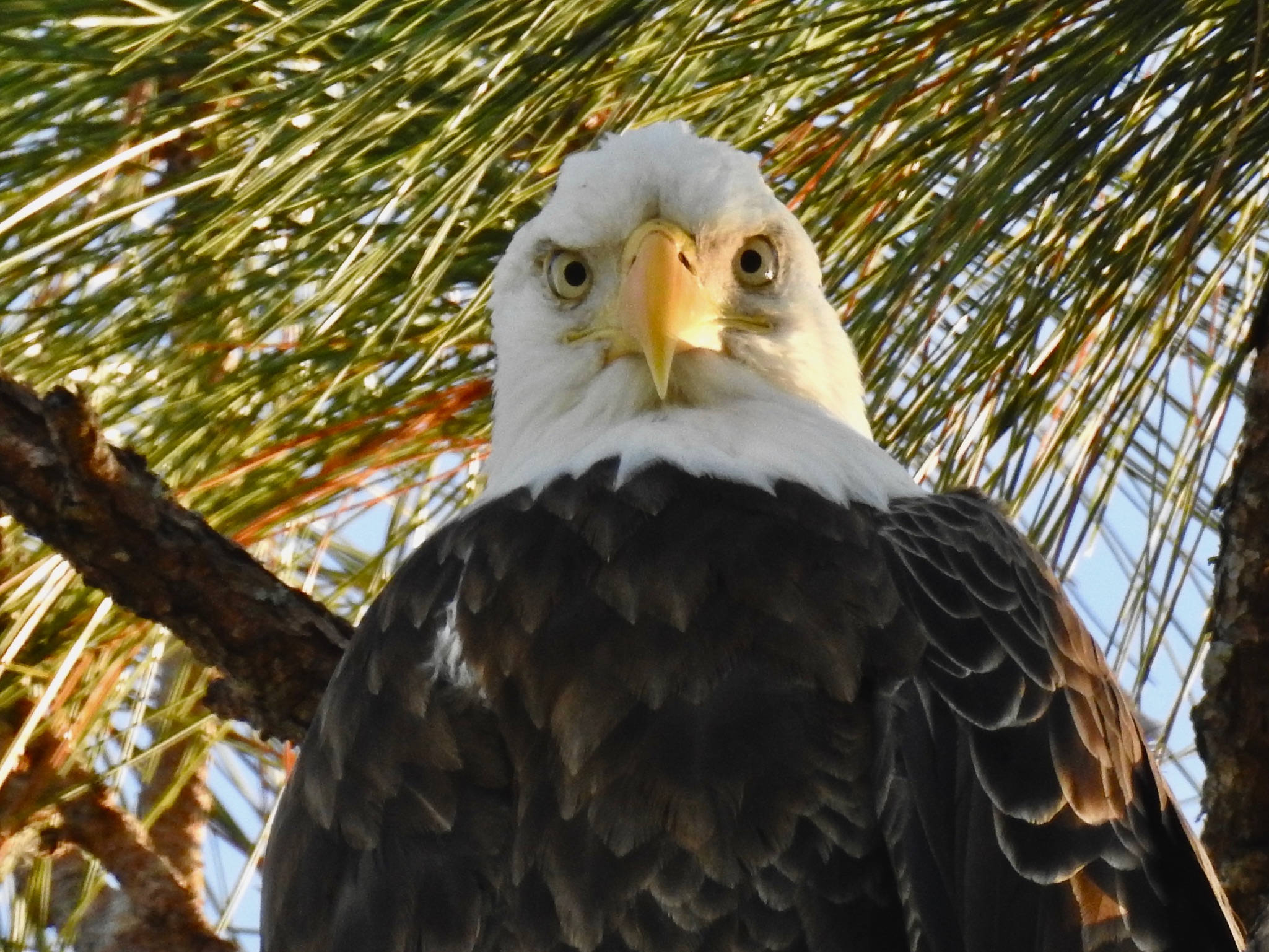 American Bald Eagle photographed in Central Florida