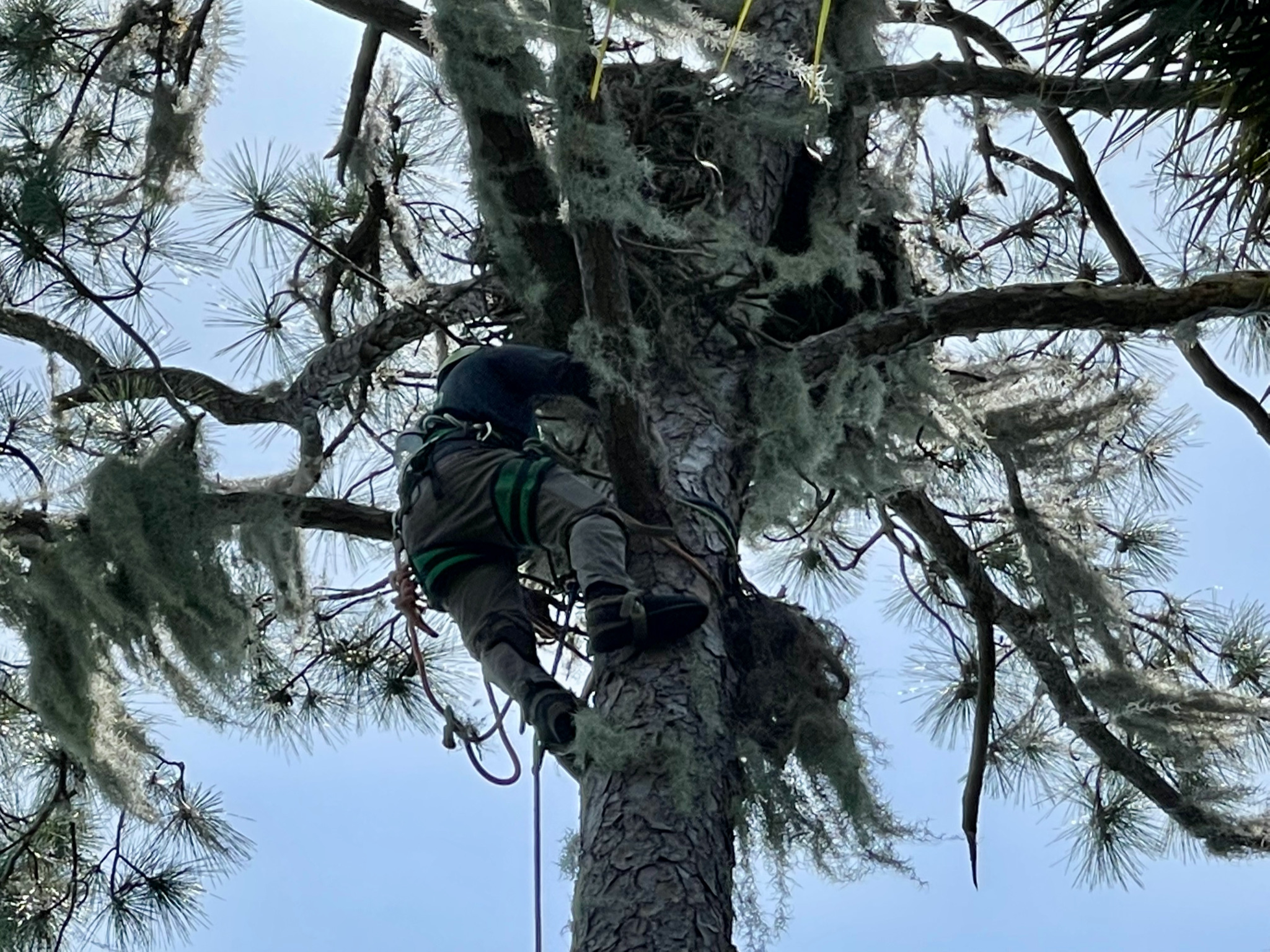 Professional climbing specialist working high in a pine tree